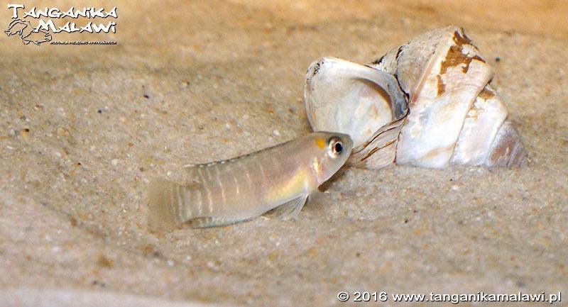 Neolamprologus brevis 'Cape Chaitika'